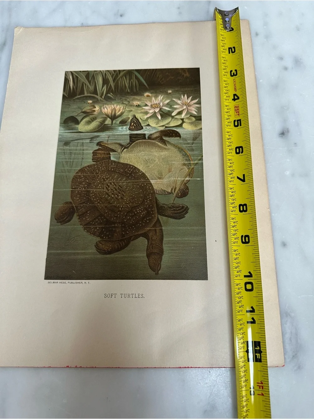 1880s Chromolithograph L. Prang/Selmar Hess - SOFT TURTLES